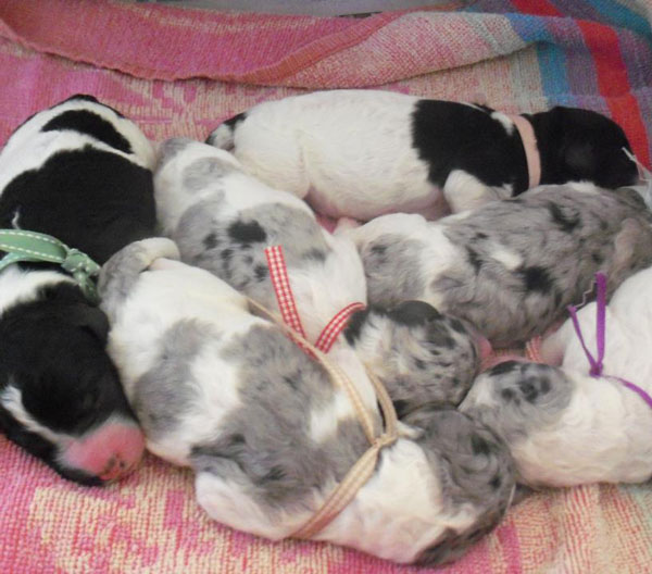 Aussiedoodle Puppies in Ohio