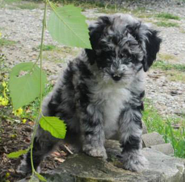 Aussiedoodle Puppies in Ohio