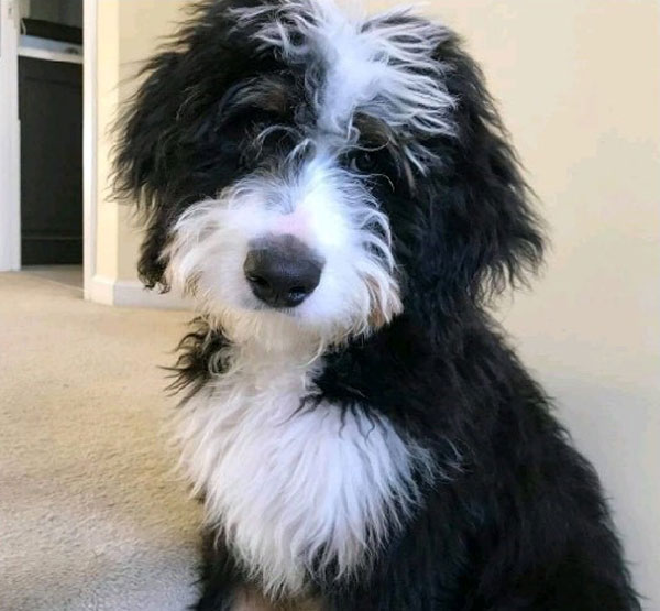 Bernedoodle Puppies in Cincinnati Ohio