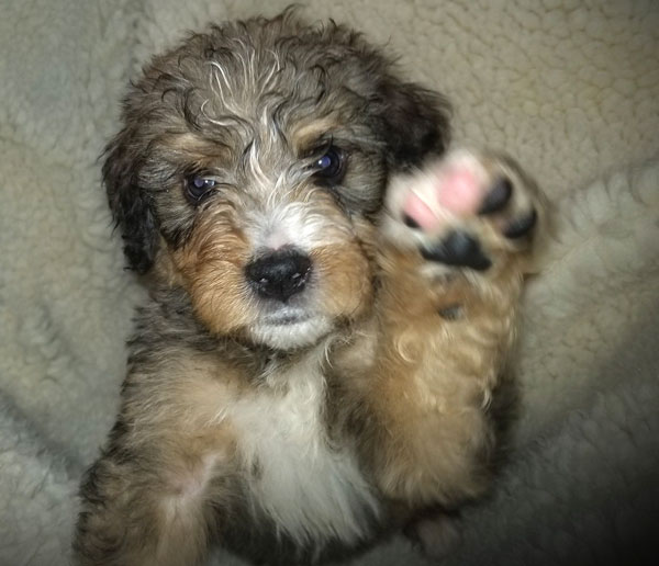 Bernedoodle Puppy in Ohio