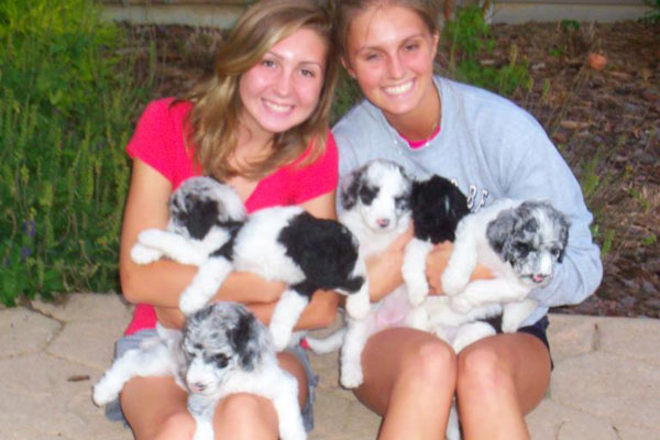 Aussiedoodle Puppies in Ohio