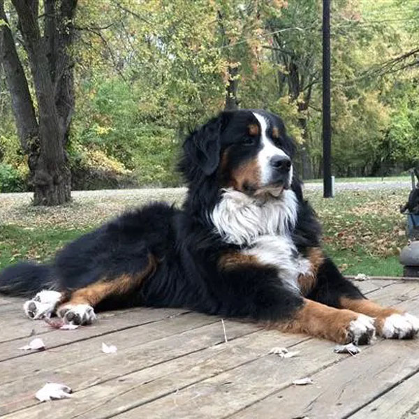 Bernedoodle Dad Rocco