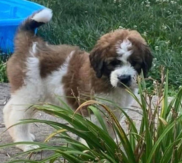 Saint Berdoodle Puppies in Ohio