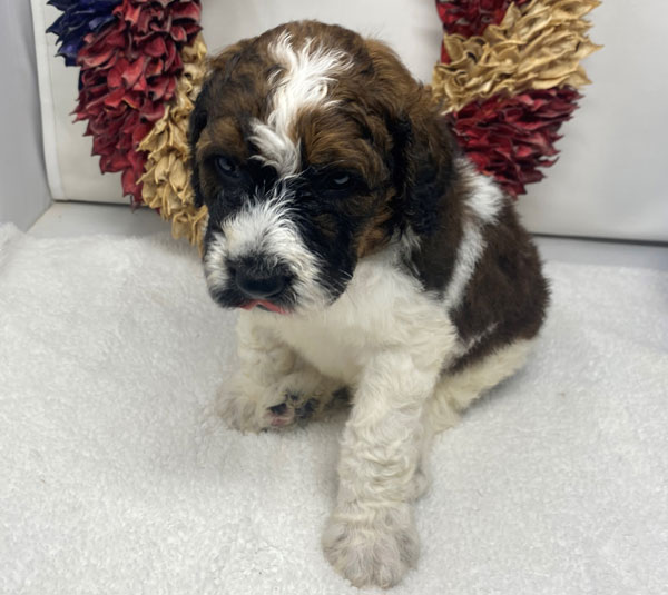 Saint Berdoodle Puppies in Cincinnati Ohio